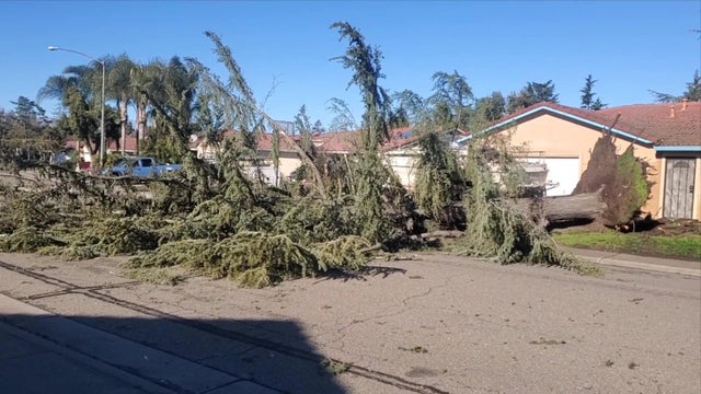 Stockton tree down 