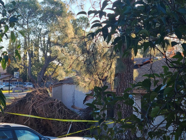 tree on house in Sacramento 