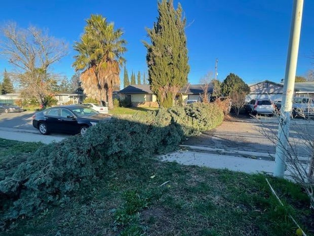 9-downed-tree-di-lawton.jpg