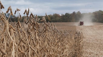 How agriculture hastens species extinction 