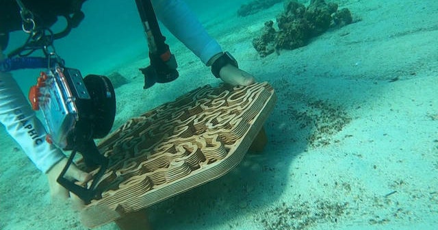 A New Approach to Marine Restoration: 3-D Printing Coral Reefs With Ceramic  - Pacific Standard