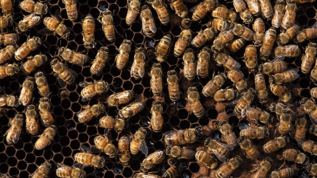 Mustard agriculture in India 