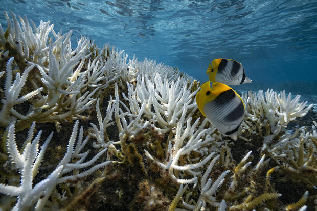Coral Reefs And White Death 