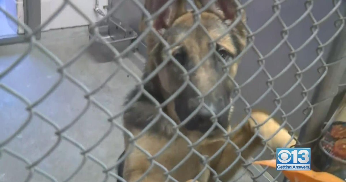 Horses were knee-deep in water: Rush underway to help livestock and lost pets stuck from storms