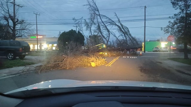 Road blocked by massive downed tree 
