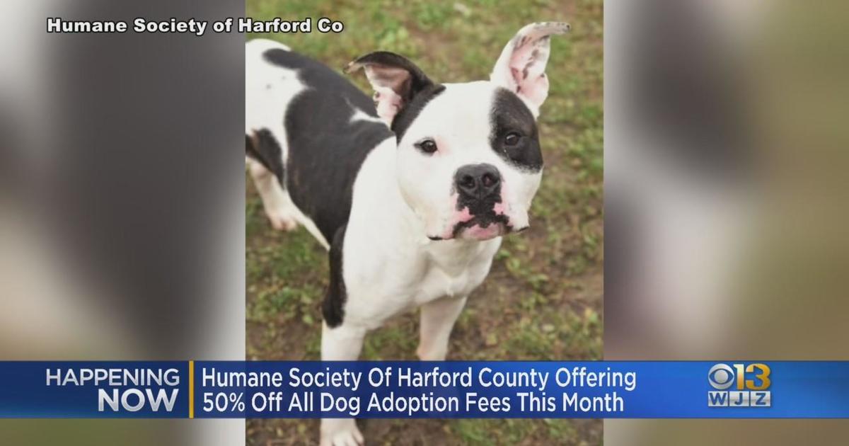 Harford humane hot sale society dogs