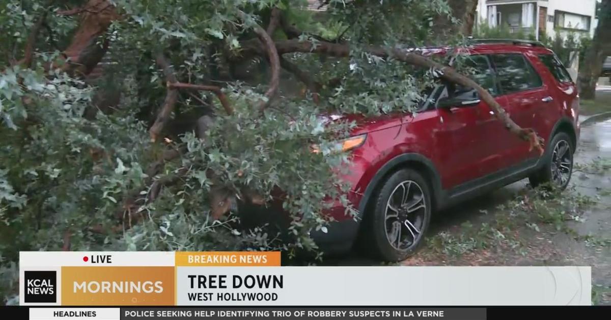 Heavy Rain Causes Number Of Downed Trees Throughout Southland Cbs Los