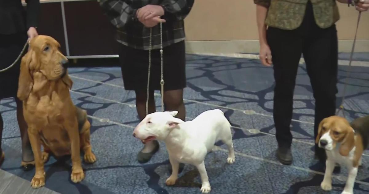 Great American Dog Show Meet the breeds CBS Chicago