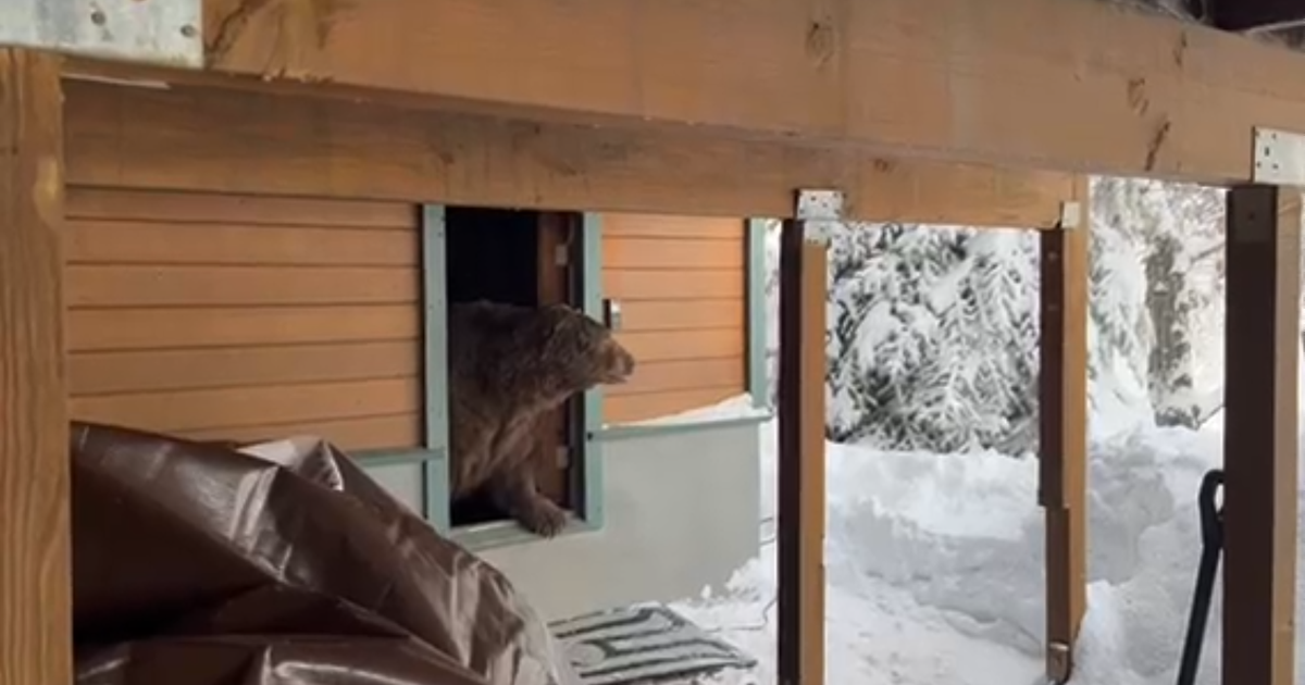 Unsecured Tahoe crawl spaces damaged by bears seeking to hibernate