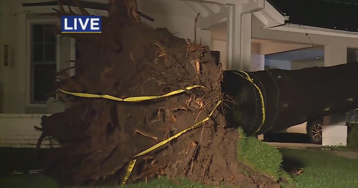 Giants tree in East Sacramento falls from one home into another