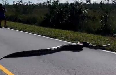 A 15-foot Burmese Python seen crossing road in Everglades National Park ...