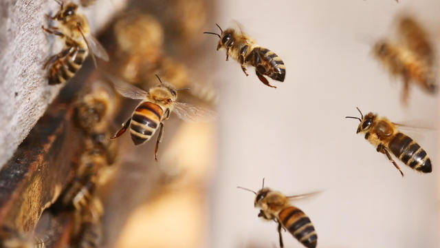 Honey bees fly to the hive 