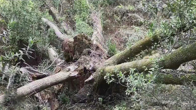 Trees Felled by Storm 