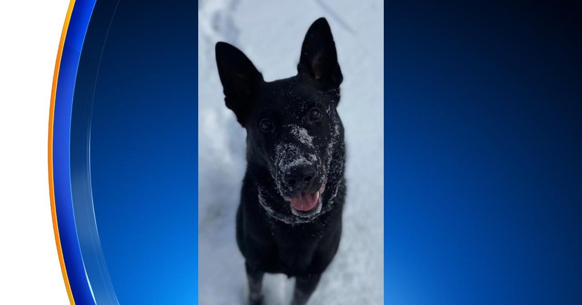Sheriff's K9 helps flush out suspect from vacant home - CBS Chicago