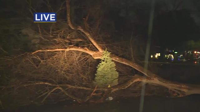 tree falls over 