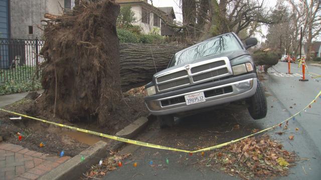 tree-into-car.jpg 