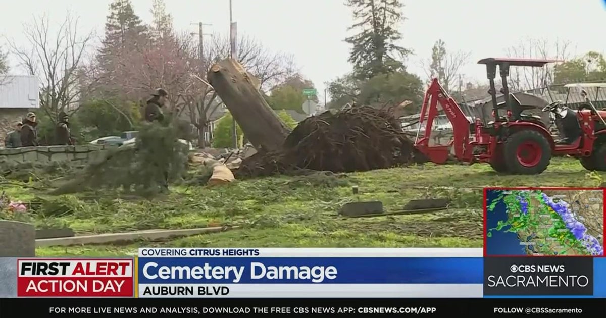 Uprooted tree threatens portion of Citrus Heights cemetery CBS Sacramento