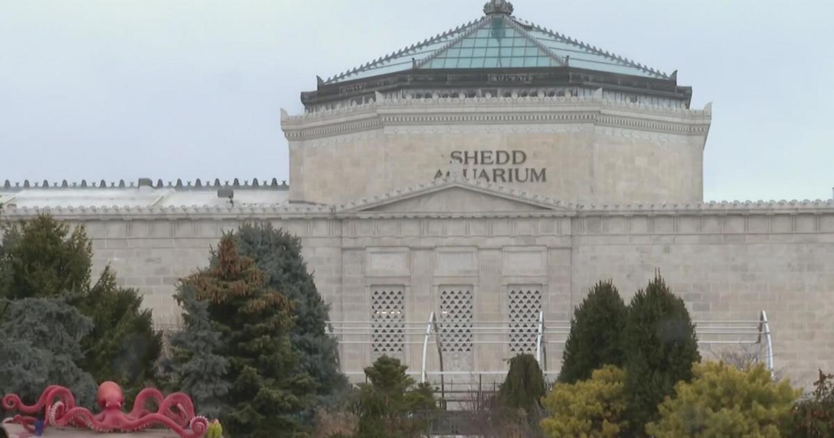 Shedd Aquarium free days start today through Jan. 16 CBS Chicago