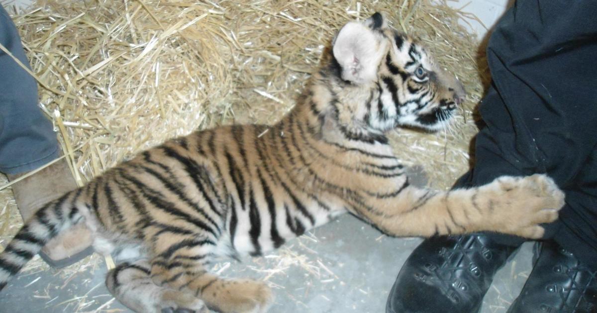 Trail of blood at crime scene leads Arizona police to a Bengal tiger cub in a dog crate