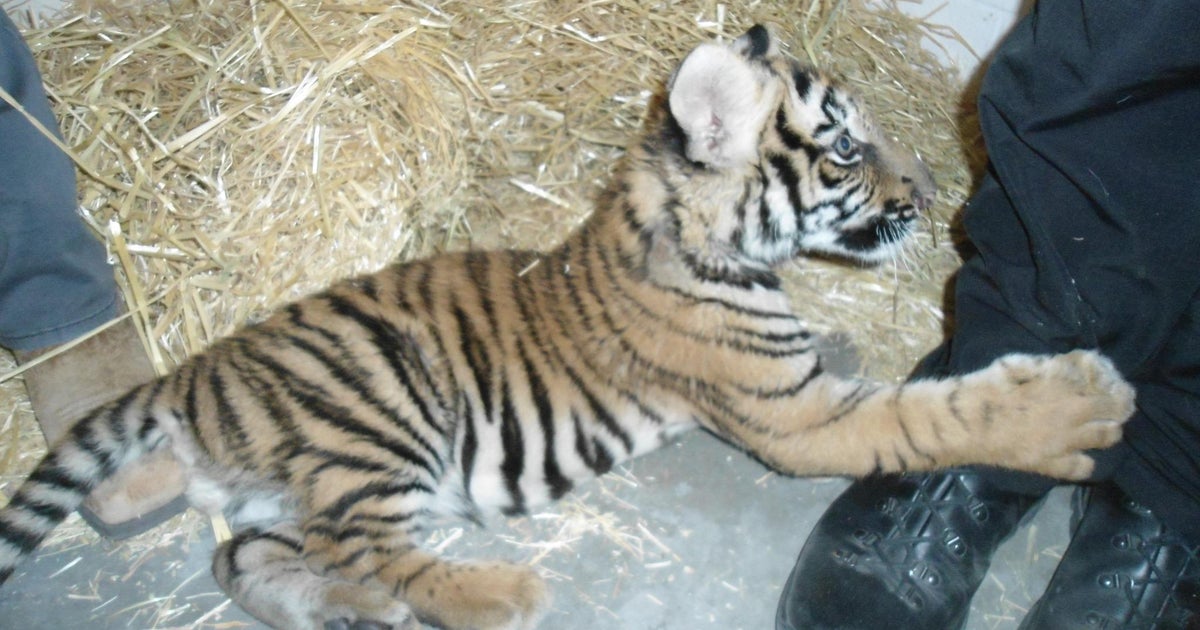 Video: Adorable Baby Tiger Being Smuggled Into US From Mexico Rescued