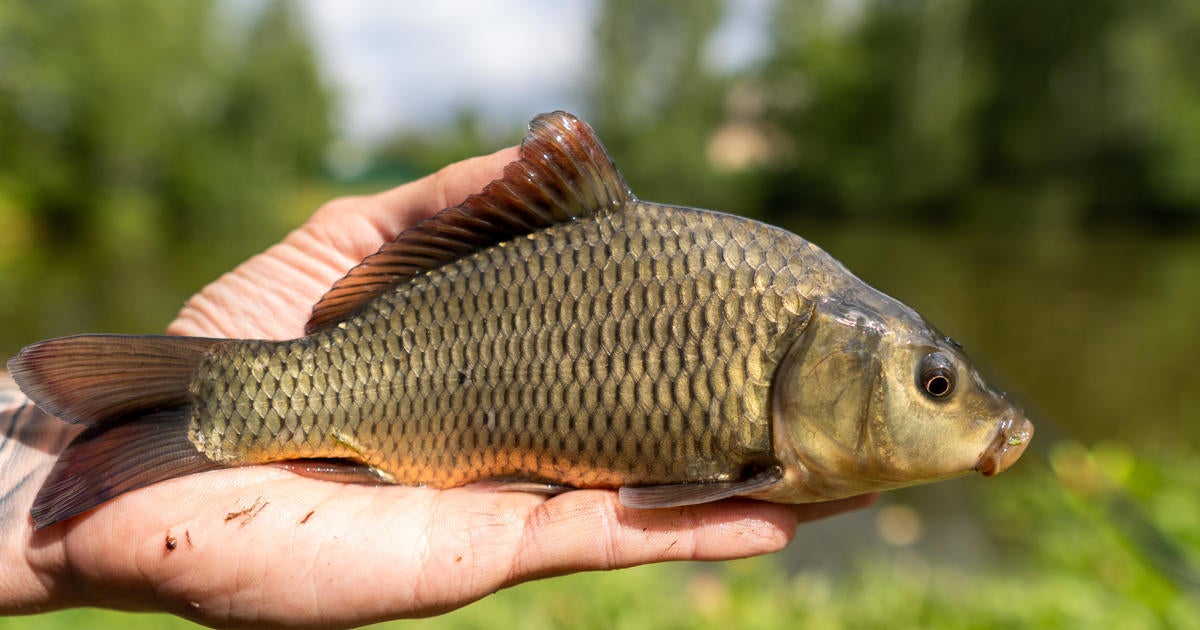 Health officials release new fish consumption guidelines for lakes ...