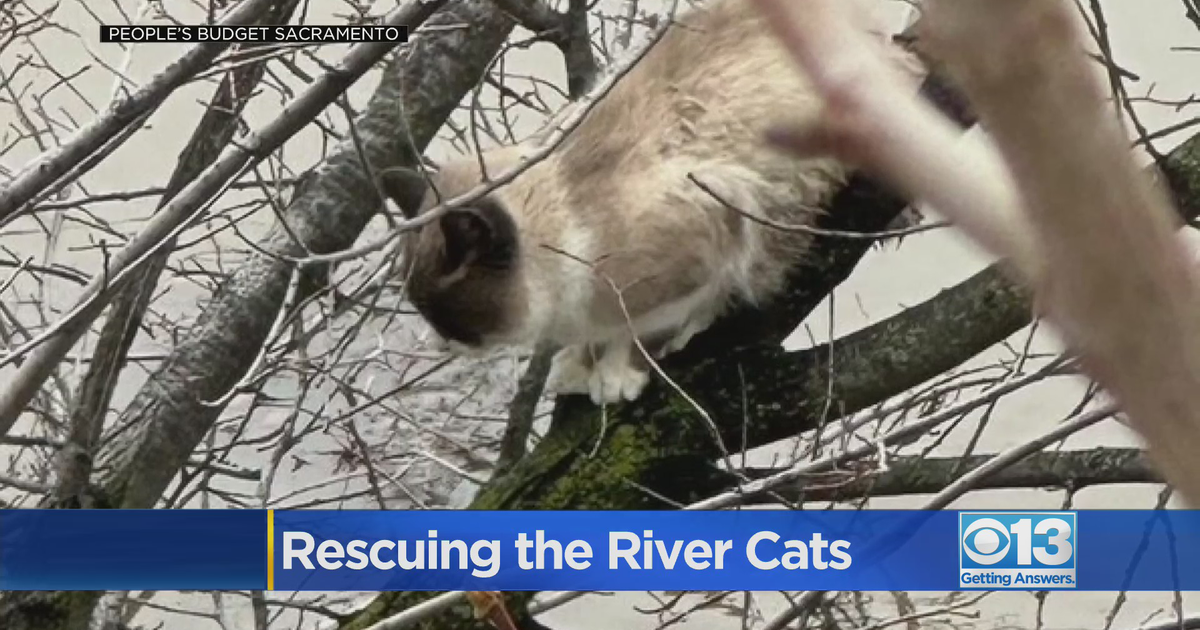 Sacramento Neighbors work to rescue real-life river cats from flood dangers