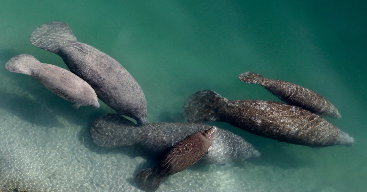 Wildlife officials propose to continue keeping Florida manatees’ “threatened” classification Wildlife officials propose to continue keeping Florida manatees’ “threatened” classification