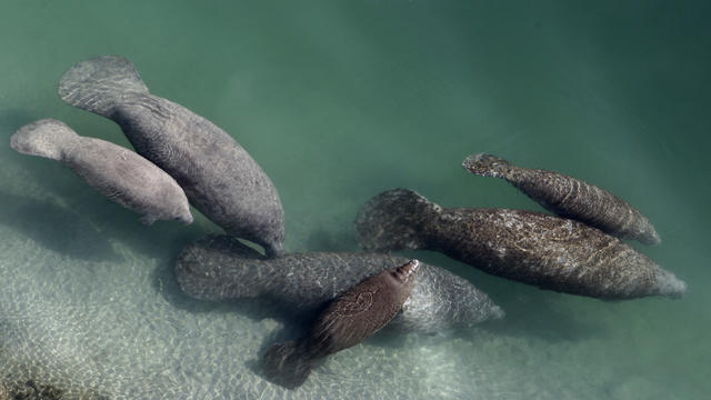 Dying Manatees Florida 