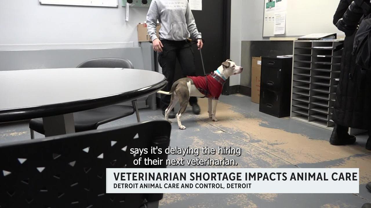 Veterinarians needed at Detroit Animal Care and Control - CBS Detroit
