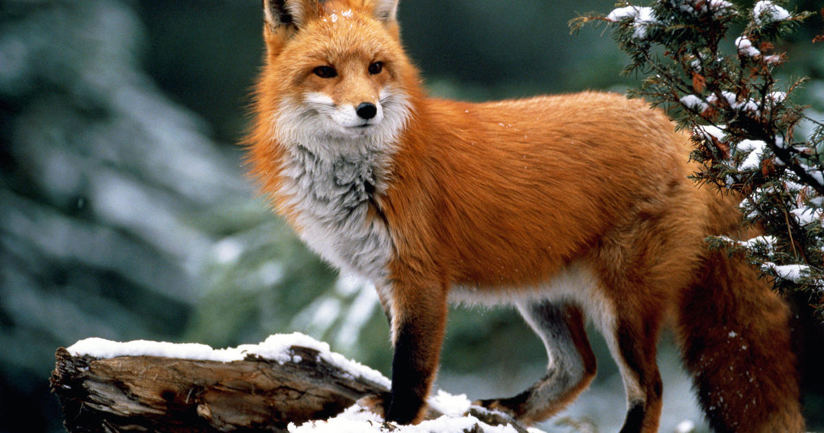 DNR: Fox in Anoka County 1st wild mammal to test positive for bird