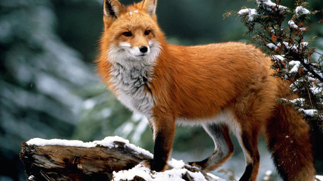 Red fox (Vulpes vulpes) standing on snow-covered log 