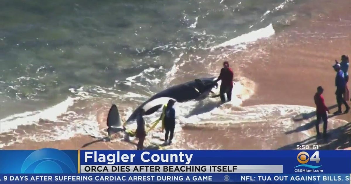 Orga dies immediately after starting to be seaside in Flagler County