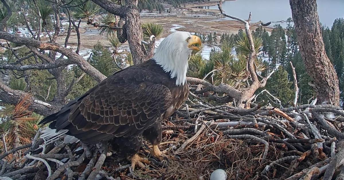 Big Bear bald eagle's first egg laid in 2023 was livestreamed CBS Los