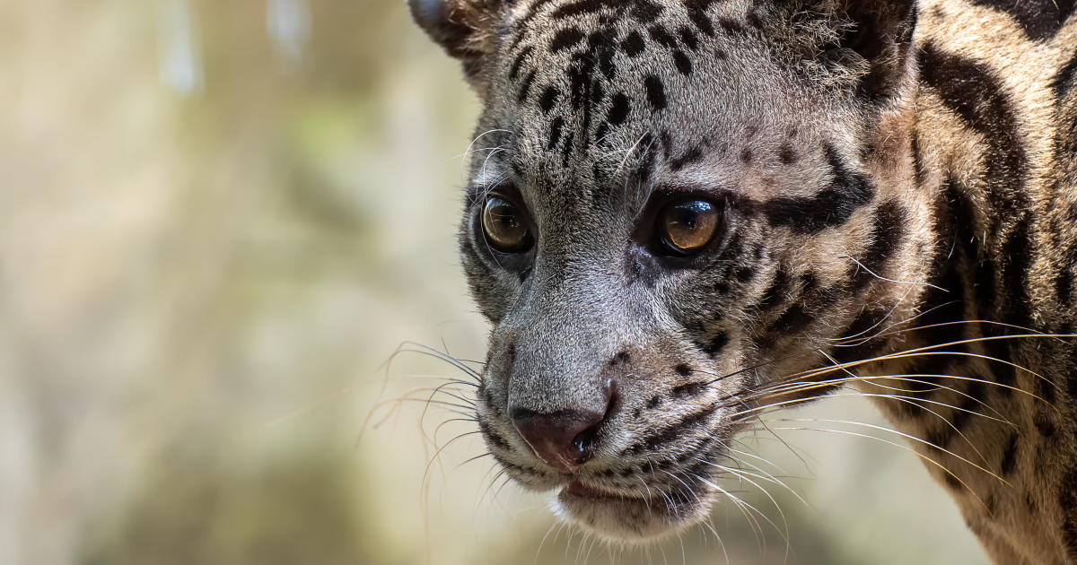 Clouded leopard escapes at Dallas Zoo, believed to be hiding somewhere on the grounds