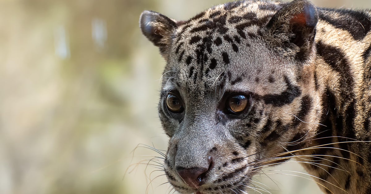 Clouded leopard who escaped at Dallas Zoo is found after enclosure was cut,  police say