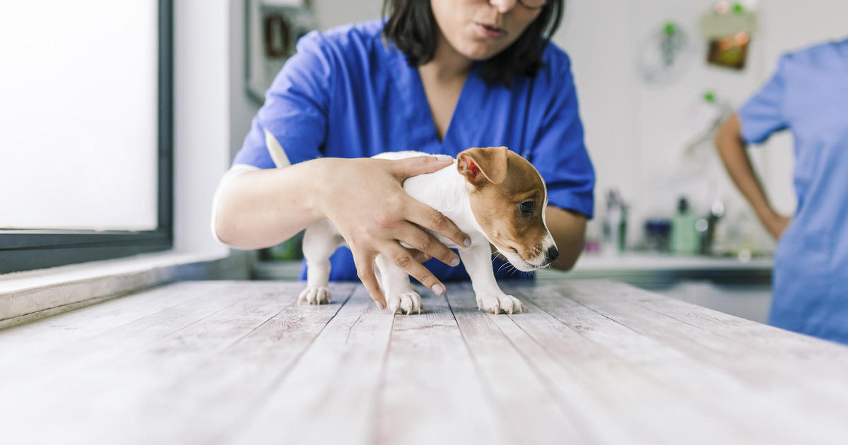 How much should you pay for pet insurance?
