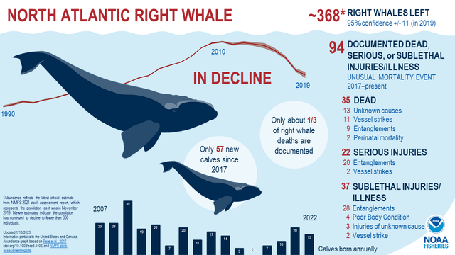rare whale dangerous