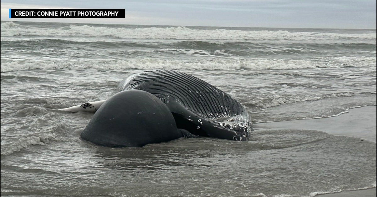 Dead humpback whale found on New Jersey beach CBS New York