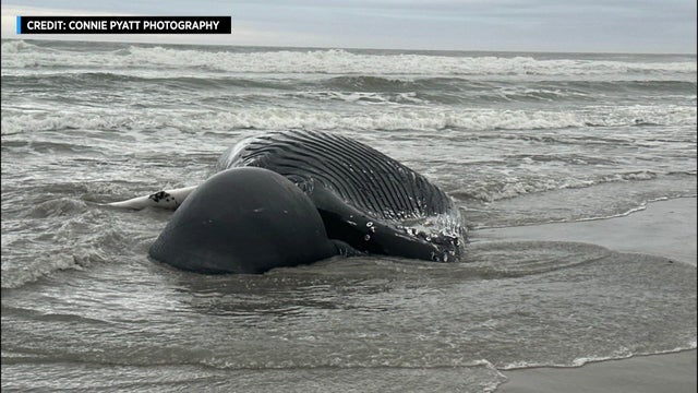 A dead whale lays on a beach in New Jersey. 
