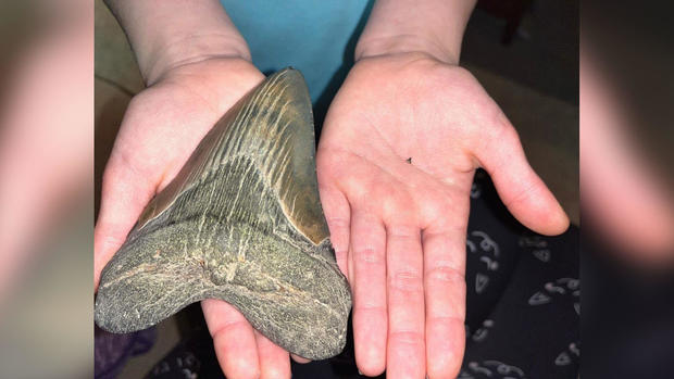 9-year-old finds megalodon tooth 