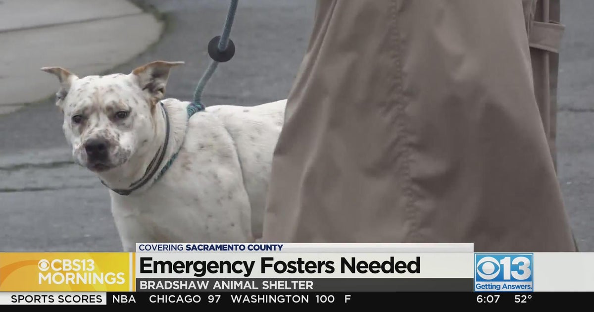 Emergency fosters needed as animal shelters reach capacity