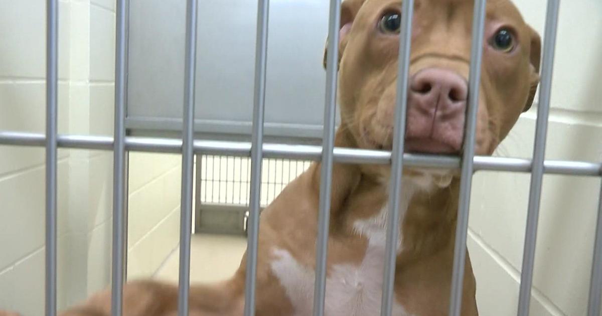 Adoption isn't the only way you can help overwhelmed Minneapolis shelter -  CBS Minnesota