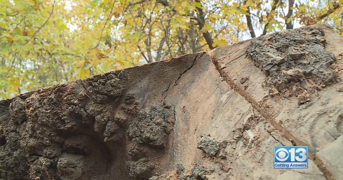 How a small business is turning downed trees in Northern California into treasures