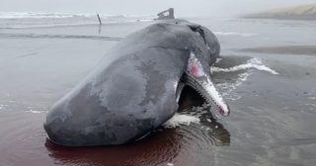 40-foot endangered sperm whale washes ashore in Oregon