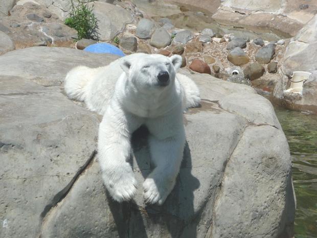 oldest-polar-bear.jpg 