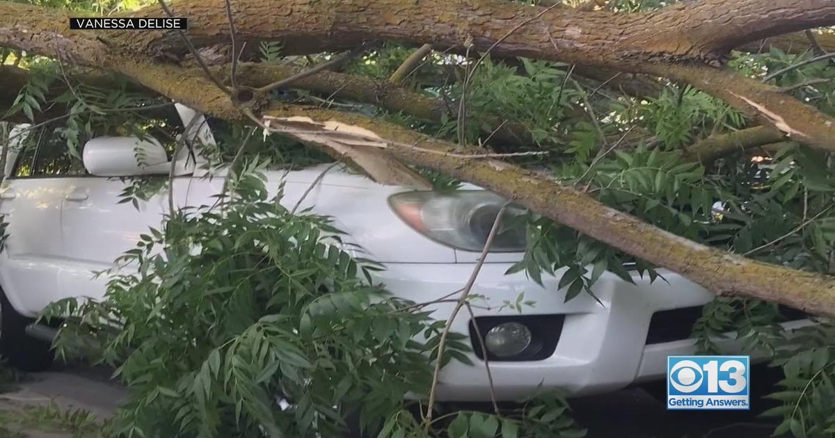 Falling Trees and Damaged Cars: What you should know
