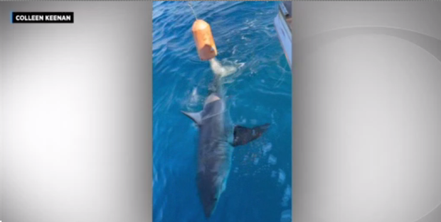 Boy seen reeling in shark off coast of Fort Lauderdale 
