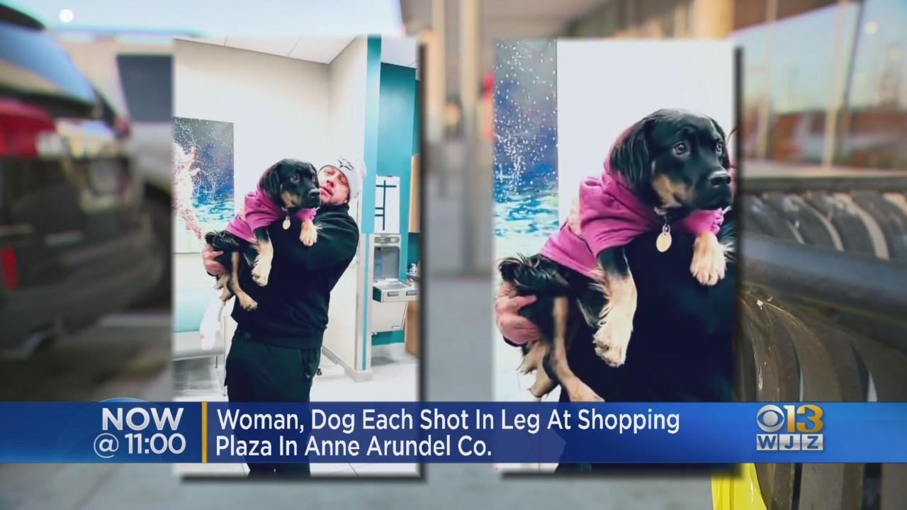 Woman recovering, dog needs surgery after both were shot in Anne Arundel  County - CBS Baltimore