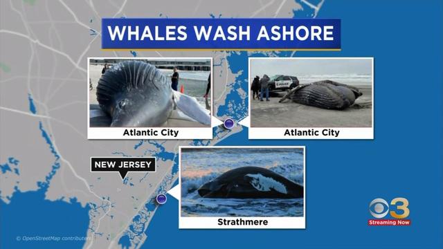 whales-wash-ashore.jpg 