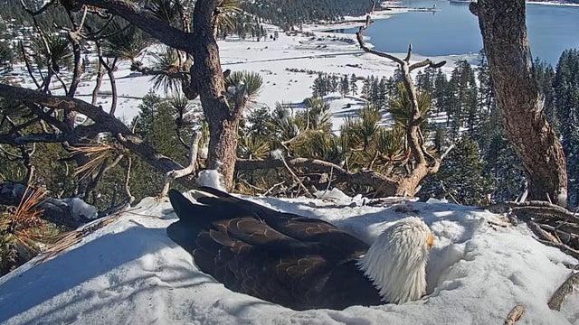 bald-eagle-nest-big-bear-bald-eagle-livecam.jpg 